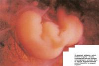 28-дневный эмбрион в матке