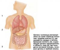 Абдоминальные органы