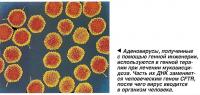 Аденовирусы, полученные с помощью генной инженерии
