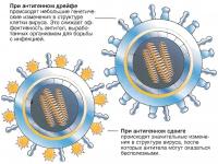 Антигенная изменчивость вируса гриппа