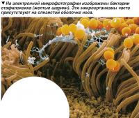 Бактерии стафилококка (желтые шарики)