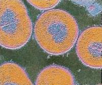 Бактерии Streptococcus pneumoniae