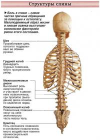 Боль в спине - самая частая причина обращения за помощью к остеопату