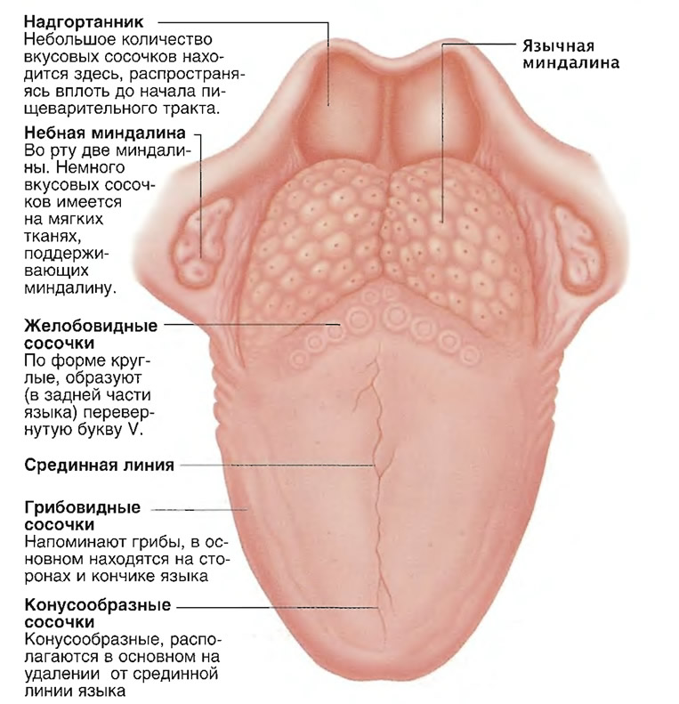 Фото Части Языка