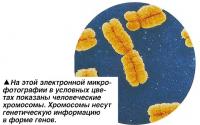 Человеческие хромосомы