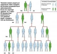 Человек может родиться здоровым либо страдать аутосомно-доминантным заболеванием