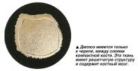 Диплоэ имеется только в черепе, между слоями компактной кости