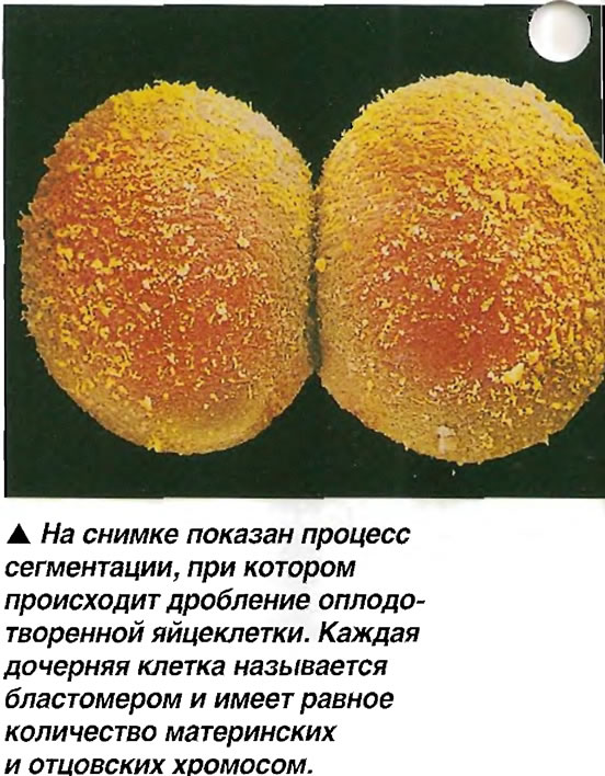 Дробление оплодотворенной яйцеклетки