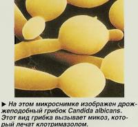 Дрожжеподобный грибок Candida albicans