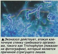 Эконазол действует, атакуя клеточную стенку грибкового организма