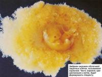 Эмбрион окружен оболочкой защитных клеток, называемой хорионом