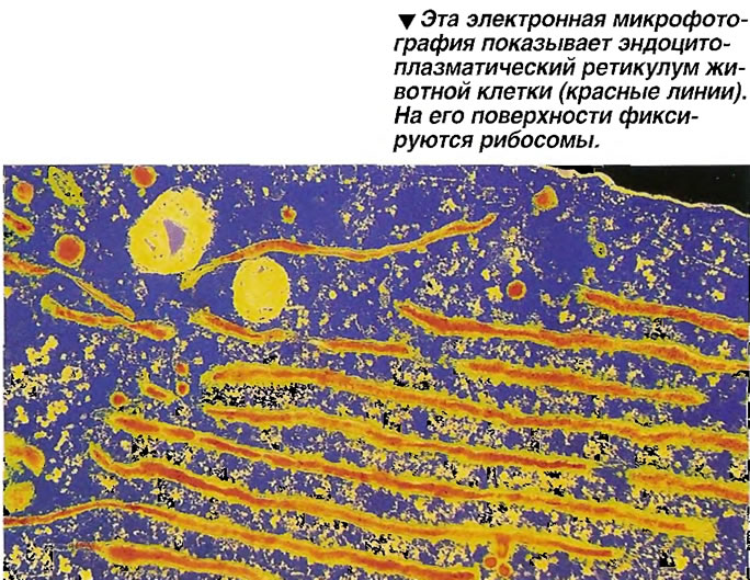 Эта электронная микрофотография показывает эндоцито-плазматический ретикулум животной клетки