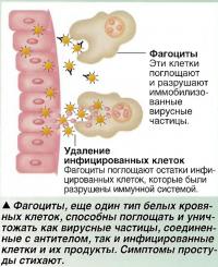 Фагоциты, еще один тип белых кровяных клеток, способны поглощать и уничтожать как вирусные частицы