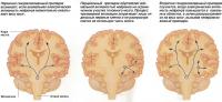 Генерализованная и парциальная эпилепсия
