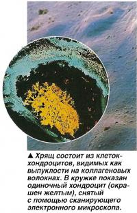 Хрящ состоит из клеток-хондроцитов