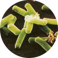 Кластер бактерий Clostridium tetani