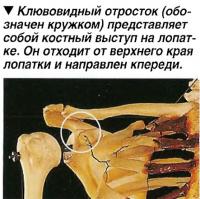 Клювовидный отросток