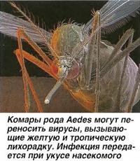 Комары рода Aedes могут переносить вирусы, вызывающие желтую и тропическую лихорадку
