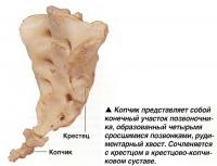 Копчик представляет собой конечный участок позвоночника