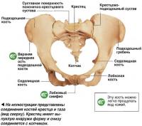 Крестцово-подвздошный сустав