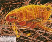 Крысиная блоха Xenopsylla cheopis