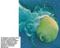 Лимфоцит (голубого цвета) поглощает спору грибка (желтого цвета) путем фагоцитоза