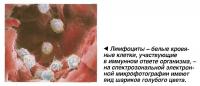 Лимфоциты - белые кровяные клетки, участвующие в иммунном ответе организма