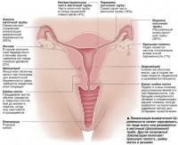 Локализация внематочной беременности