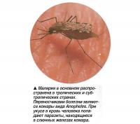 Малярия в основном распространена в тропических и субтропических странах