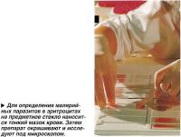 Мазок крови