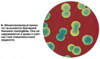 Менингококковый менингит вызывается бактерией Neisseria meningitidis