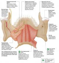 Мышечно-костная система дна полости рта