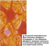 На данной микрофотографии показаны дендриты