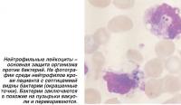 На фотографии среди нейтрофилов крови пациента с септицемией видны бактерии