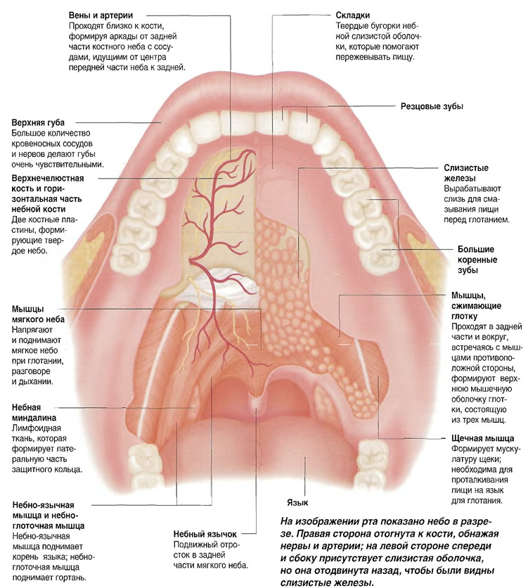 Фото Рта Человека