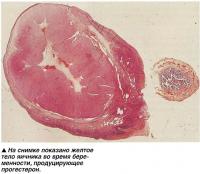 На снимке показано желтое тело яичника во время беременности