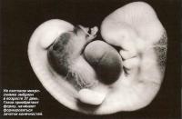 На световом микро снимке эмбрион в возрасте 31 день
