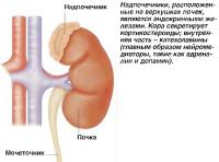 Надпочечники на верхушках почек являются эндокринными железами