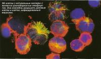 NK-клетки («натуральные киллеры») являются разновидностью лимфоцитов