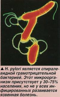 Н.pylori является спиралевидной грамотрицательной бактерией