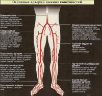 Основные артерии нижних конечностей