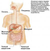 Основные отделы пищеварительного тракта