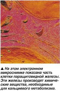 Паращитовидная железа