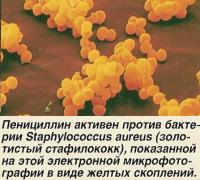 Пенициллин активен против бактерии Staphylococcus aureus