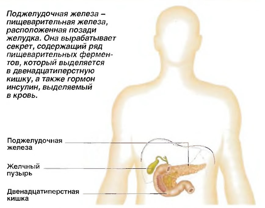 Поджелудочная Железа Симптомы Заболевания Лечение Диета Ё