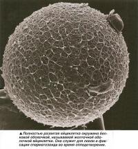 Полностью развитая яйцеклетка окружена белковой оболочкой