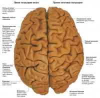 Полушария головного мозга