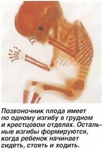 Позвоночник плода имеет по одному изгибу в грудном и крестцовом отделах