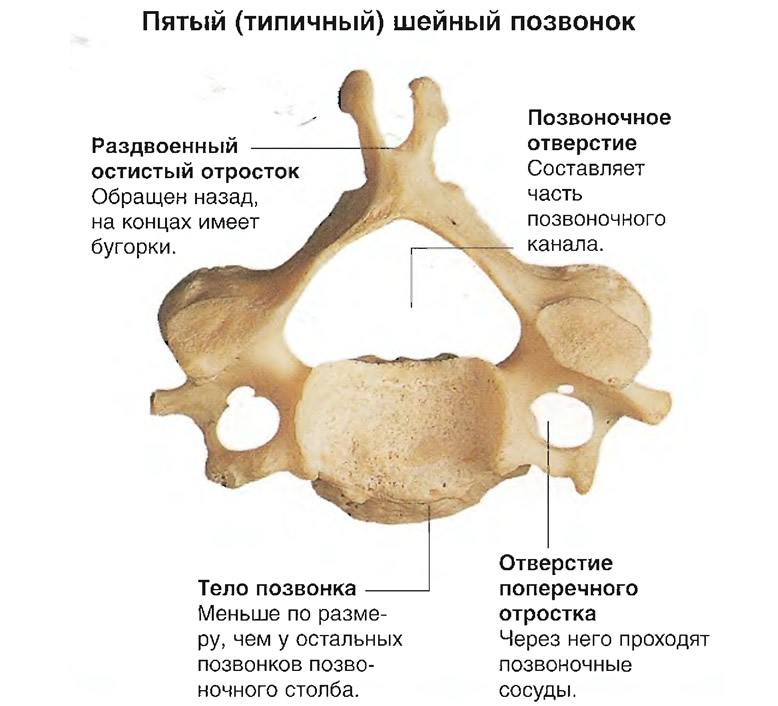 Шейные Позвонки Человека Фото