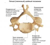 Пятый (типичный) шейный позвонок